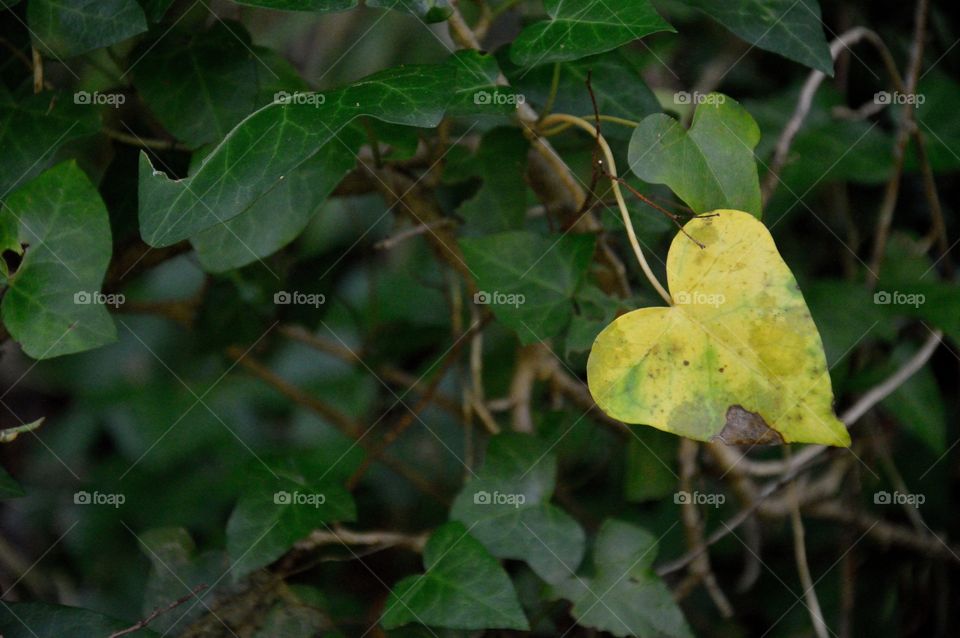 yellow leaf in the shape of a heart