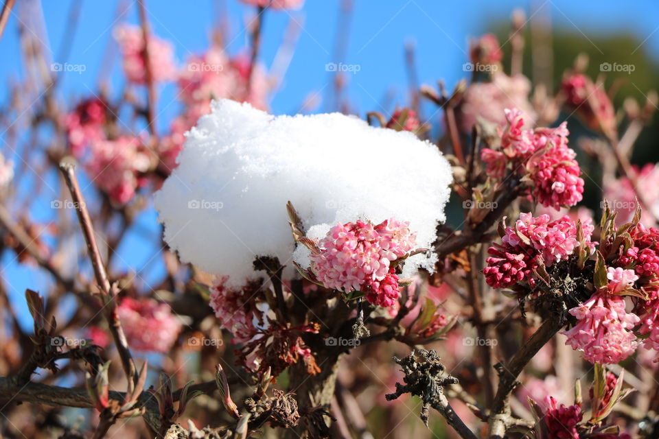 Snow rose