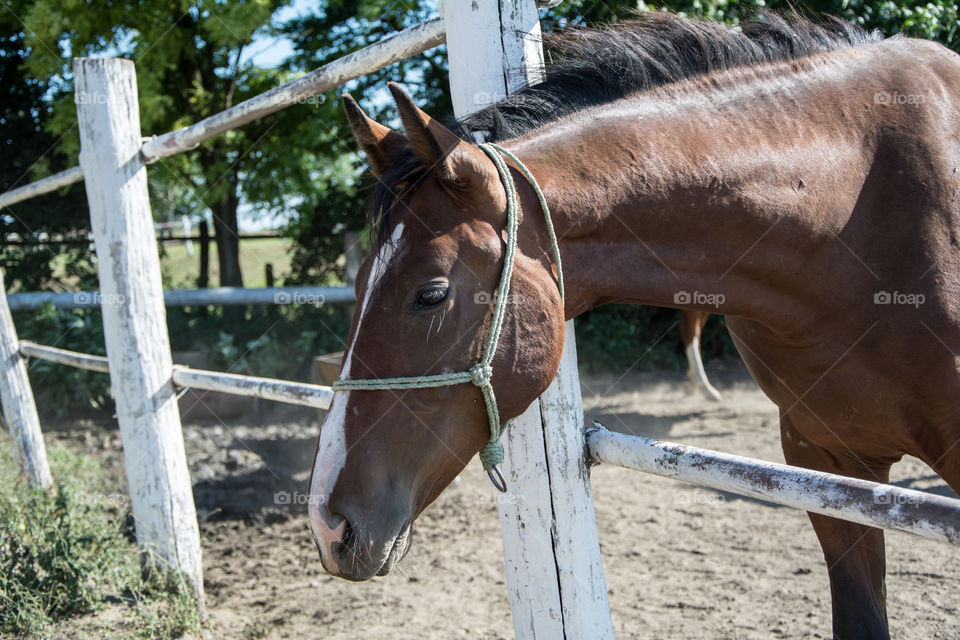 Horse on a farm.Sun and nature