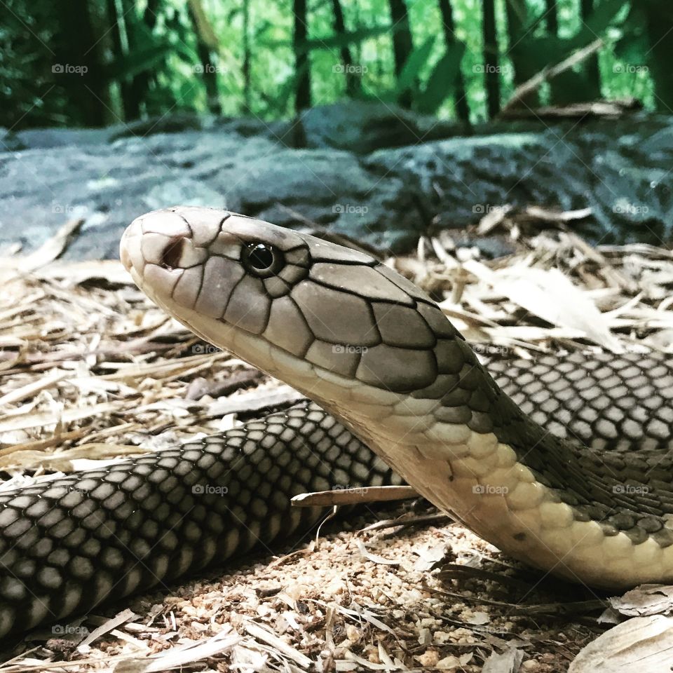 King Cobra
