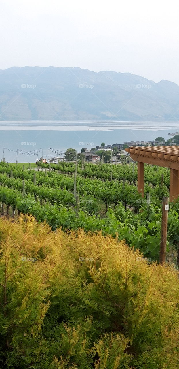 vineyard in Canada