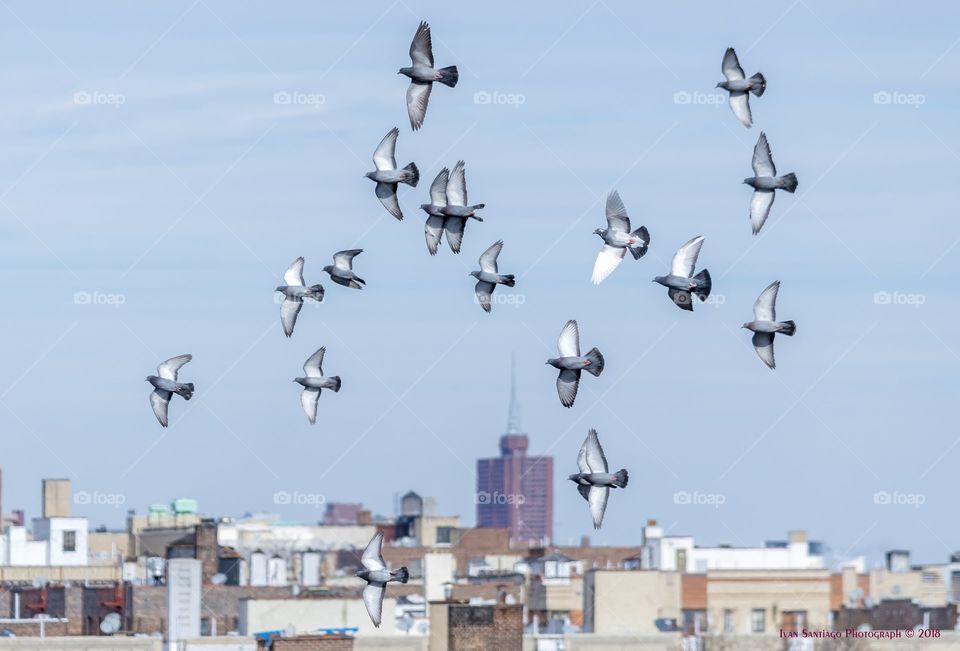 Pigeons over Bronx, NY