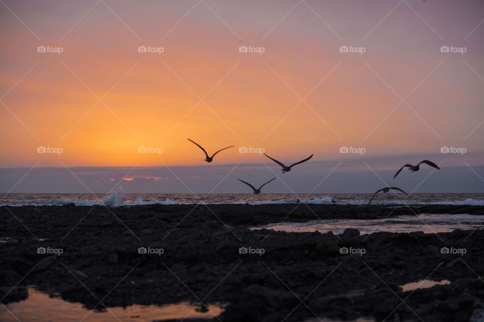 Silhouetted birds flying over sea at dawn