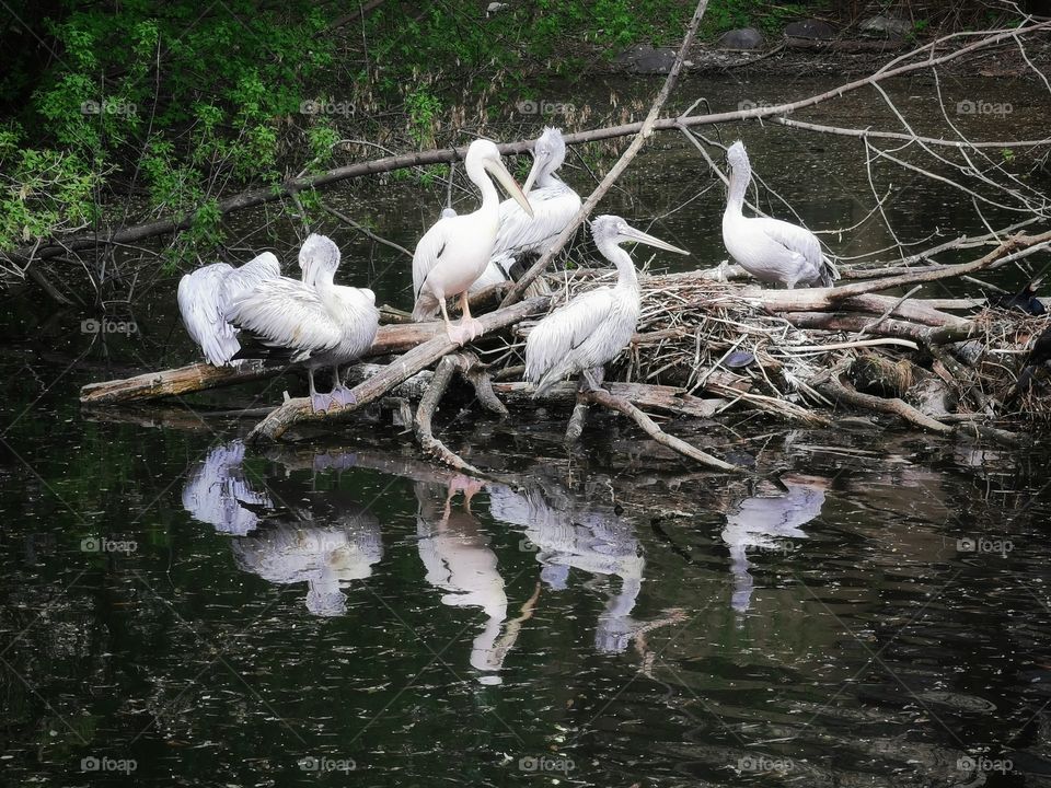 Pelicans