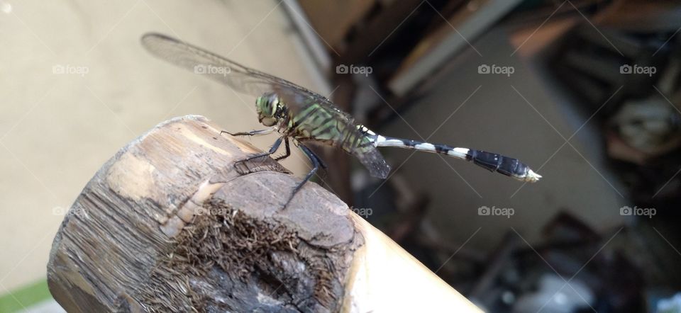 Dragonfly perched on a bamboo stick