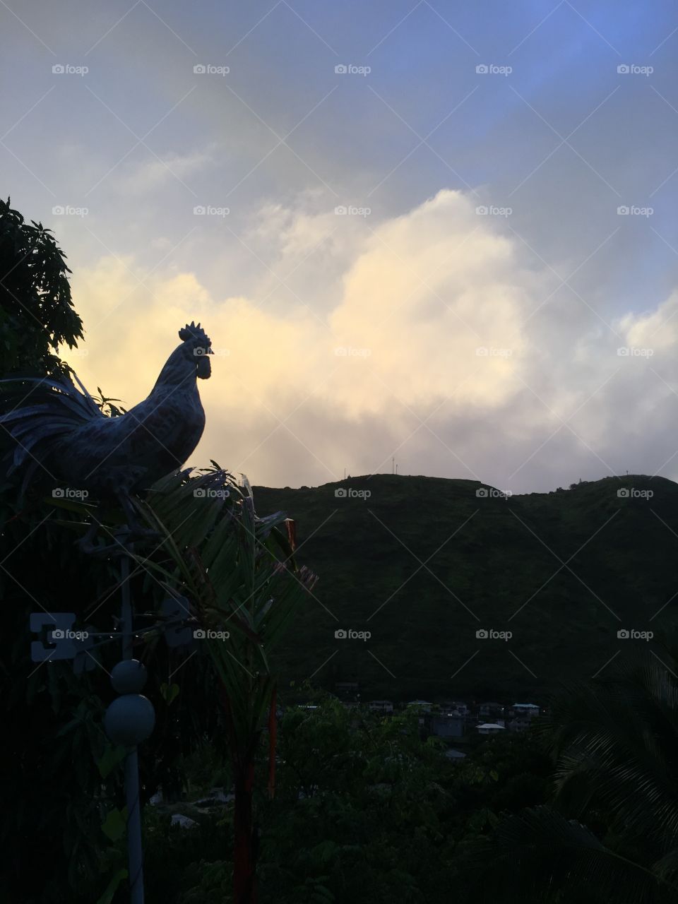Chicken in front of sunset with mountains in background 