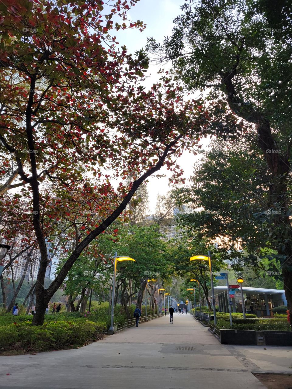 Trees at Victoria Park Hong Kong