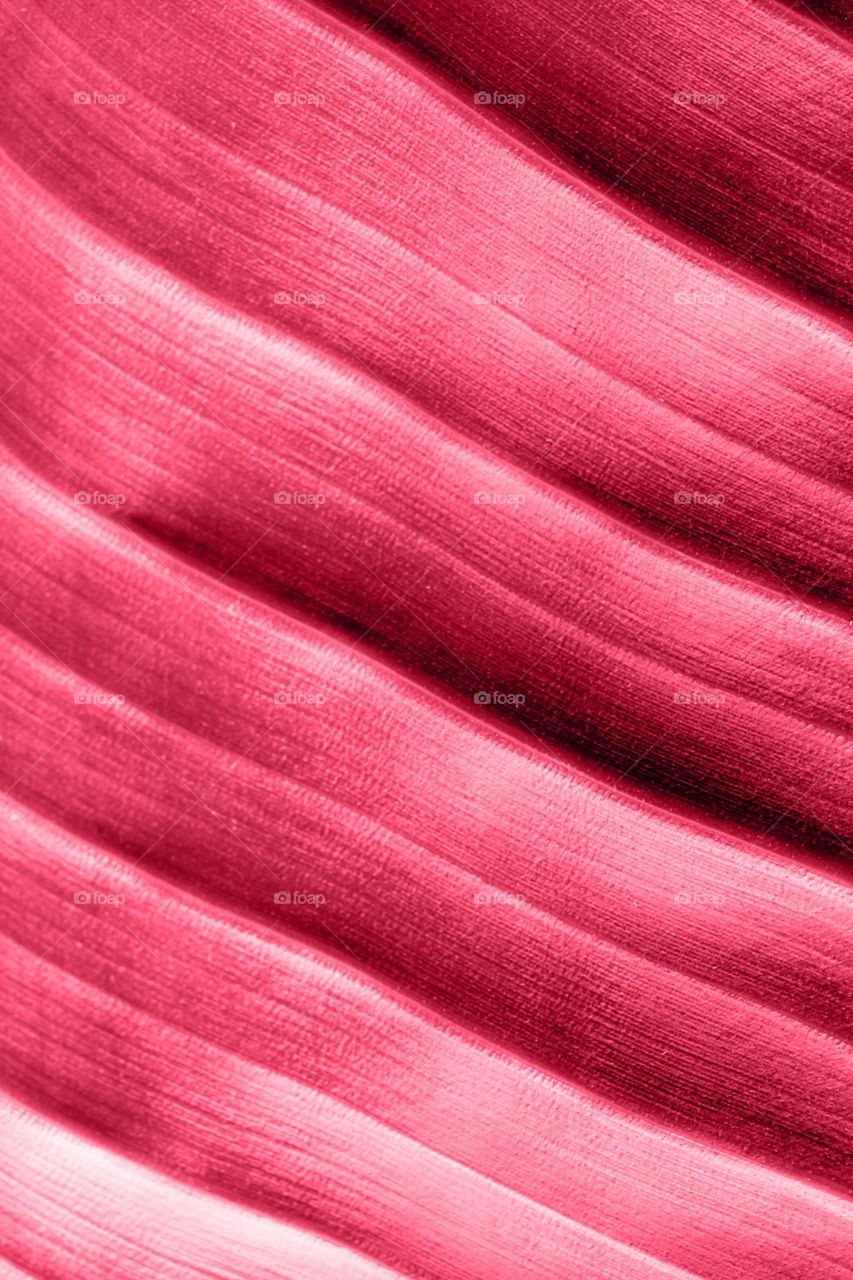 macro shot of leaf texture