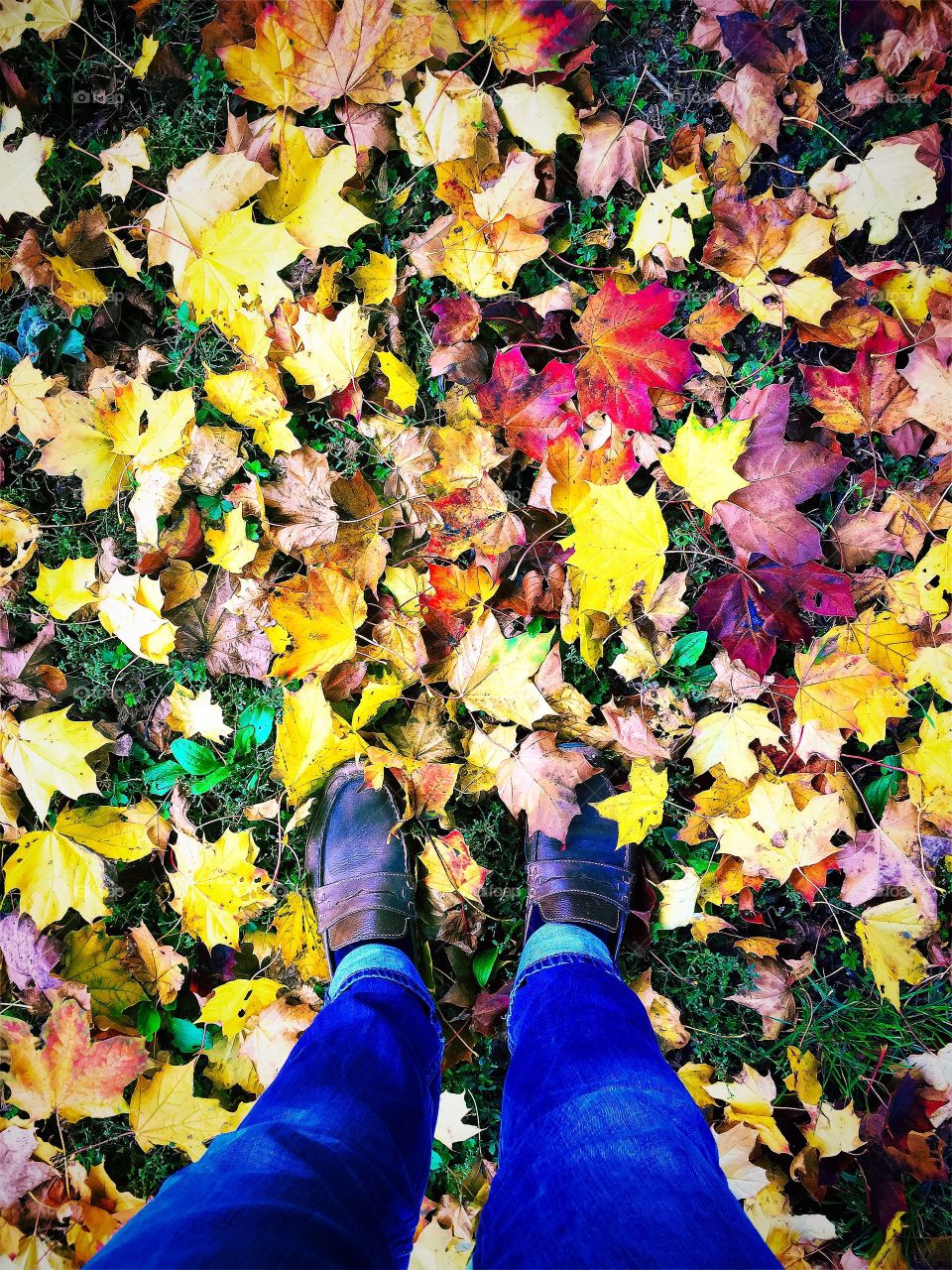 Man standing in autumn leaves. Man standing on a october day in colorful maple leaves