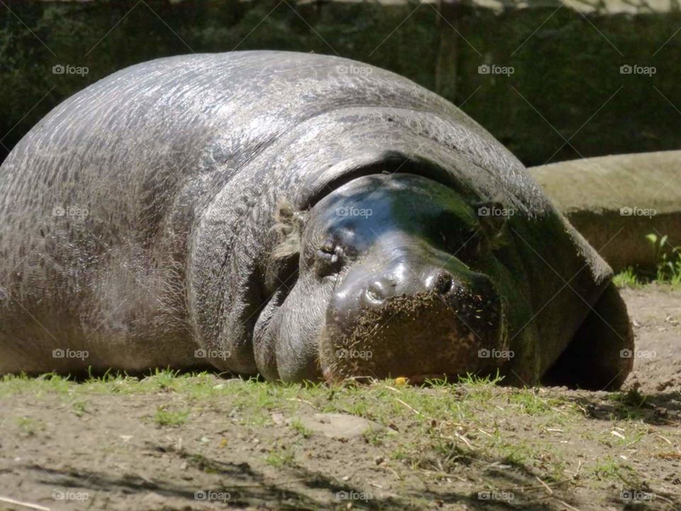 Lazy hippo in Burgers Zoo, The Netherlands