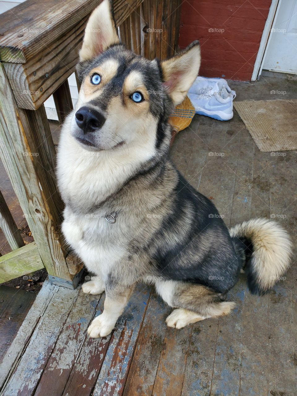 Kujo Bossin'
AKC Registered Siberian Husky
Out on the back porch on a muddy day
Insta: howling_winds_siberians