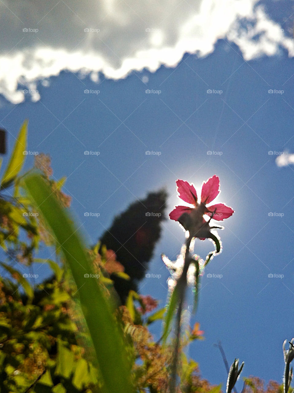 garden flower summer bugs by campbellrobertson