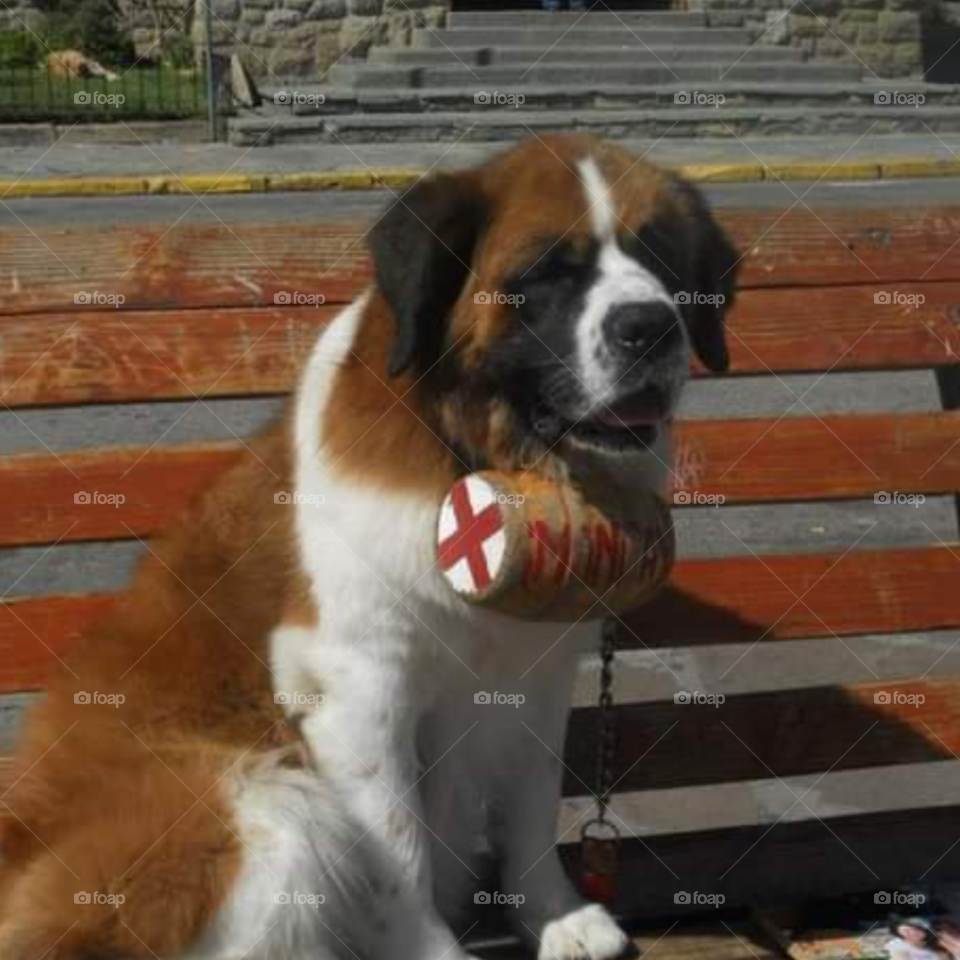 perro sentado en banco