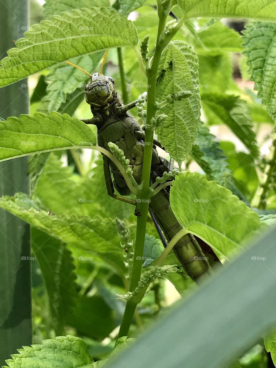 Gaint grasshopper closeup 