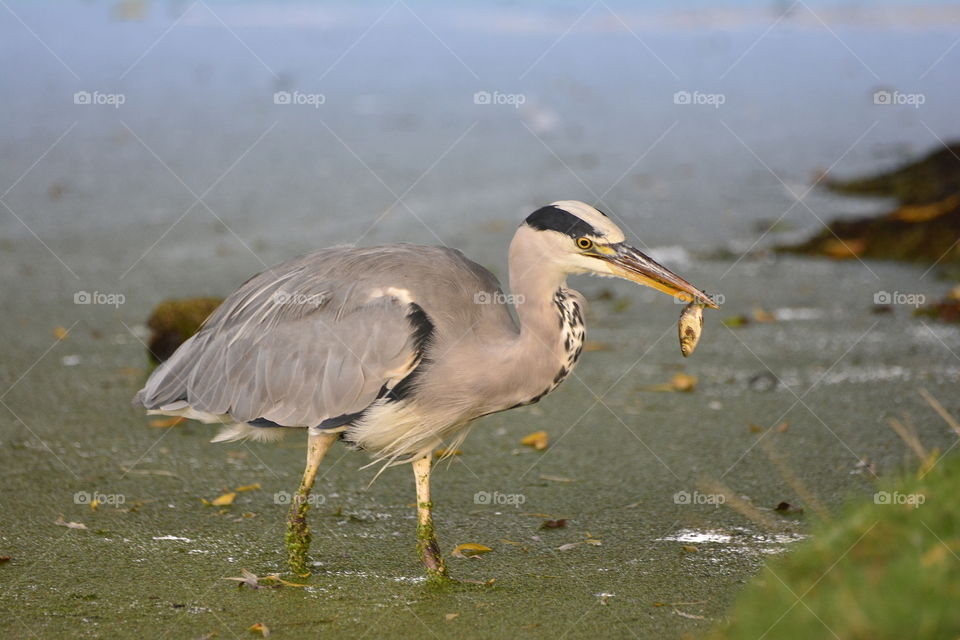 Hungry Heron