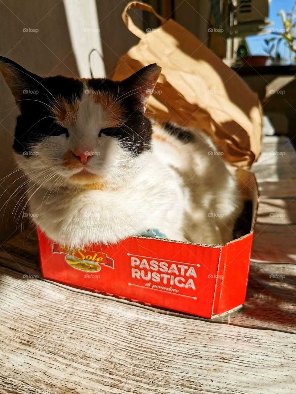 Cat in a box