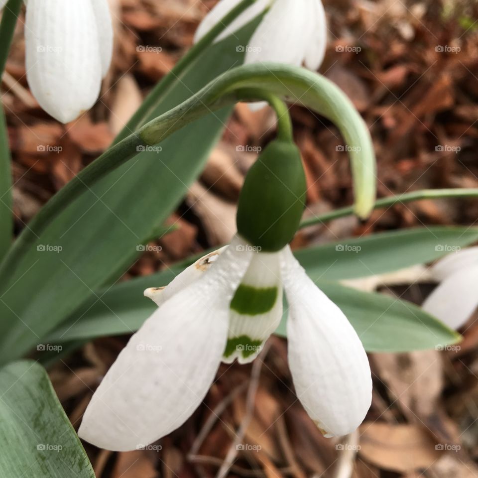 Galanthus nivali