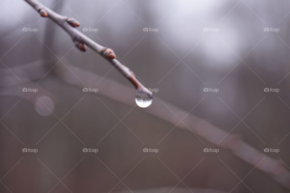 Water drop hanging from branch