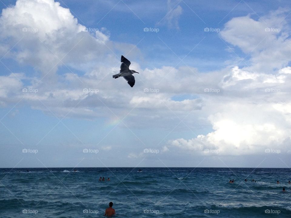 Bird Above the world. A bird fly high over the sea,Key west