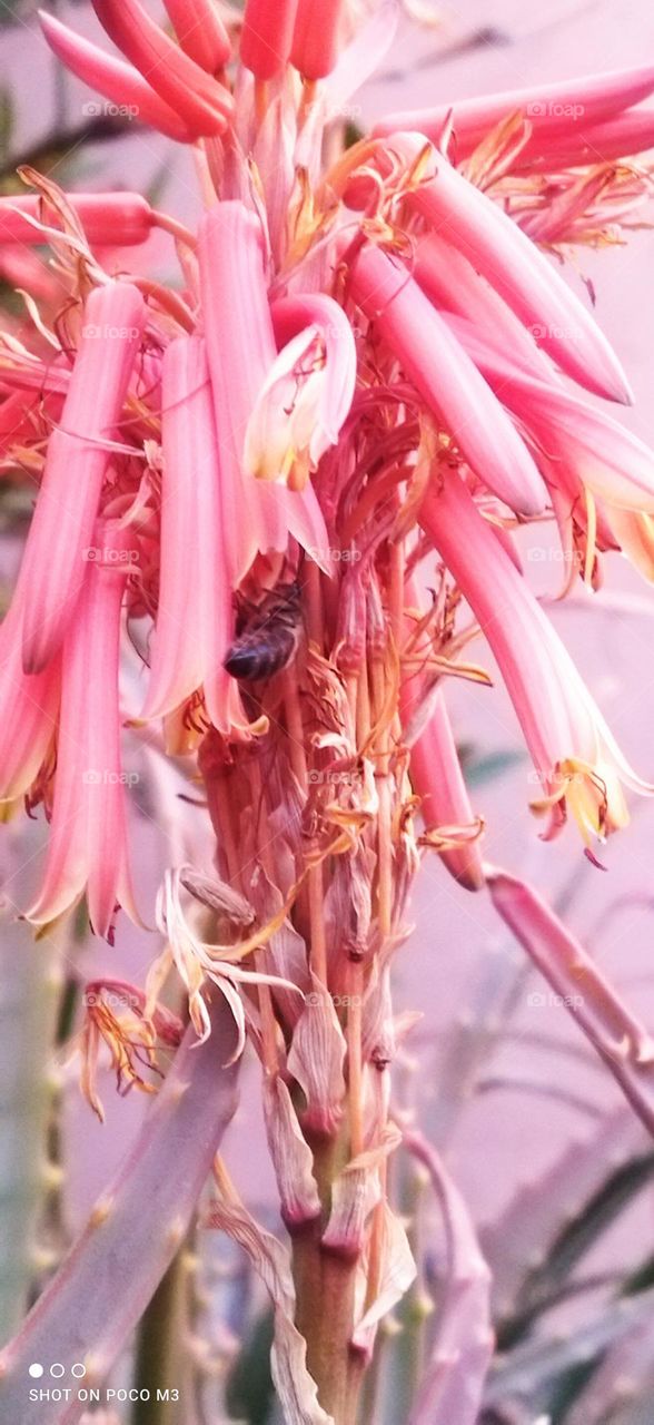 beautiful bee on flowers.