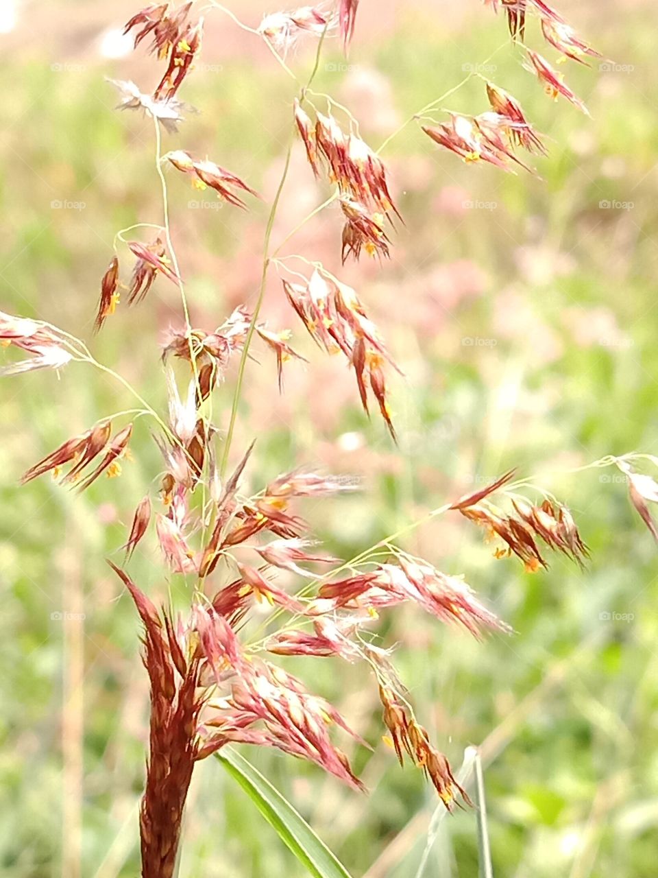 natal grass