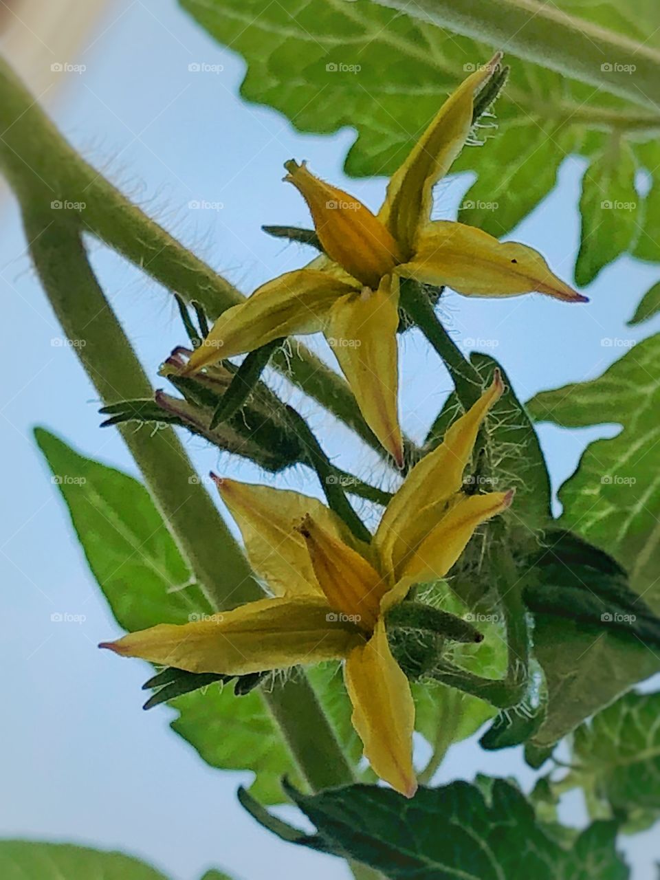 Tomato flower in my backyard’s vegetable’s garden... Só delicate and beautiful, promising me beautiful and delicious tomatoes soon...