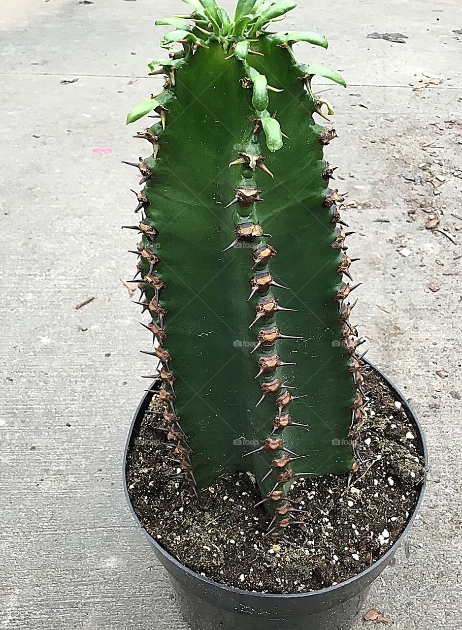 Plant life may be as short as a few weeks or months, but they go through distinct changes as they grow just as people do