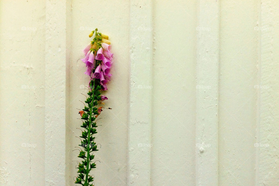 sweden garden nature pink by linderborg