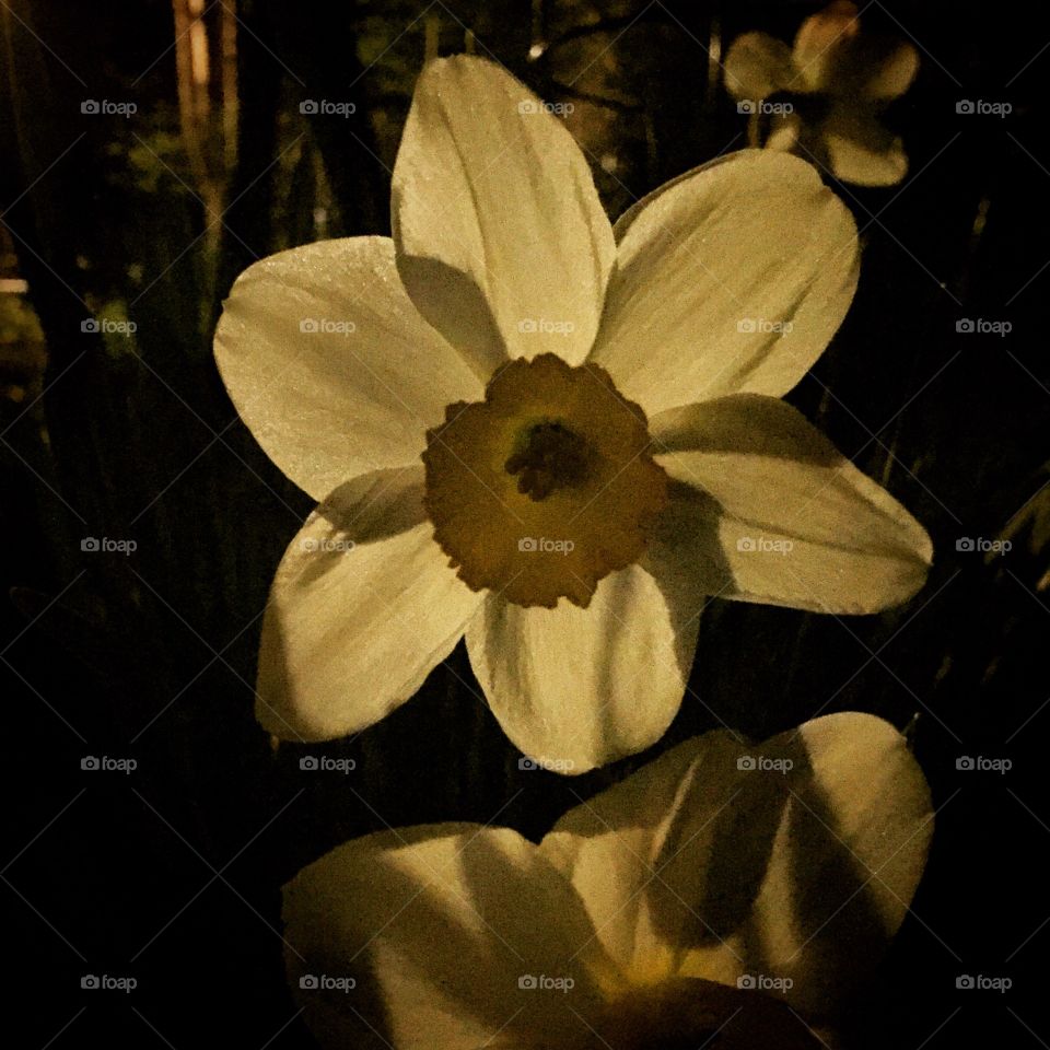 Flower at night. 