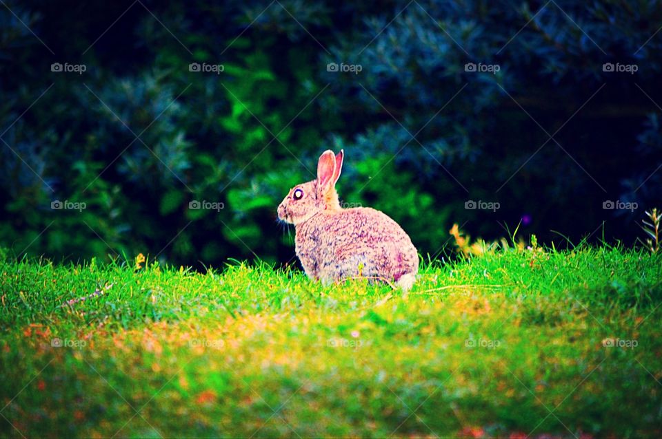 Rabbit . Nice to see nature