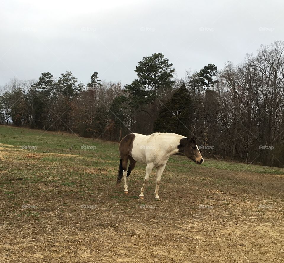 Scottie, standing in her pasture on an overcast morning. This mare broke her hip at a year old, but instead of putting her down her owners spent money and time to bring her back to health. She’s one of the sweetest silliest mares I’ve ever met. 