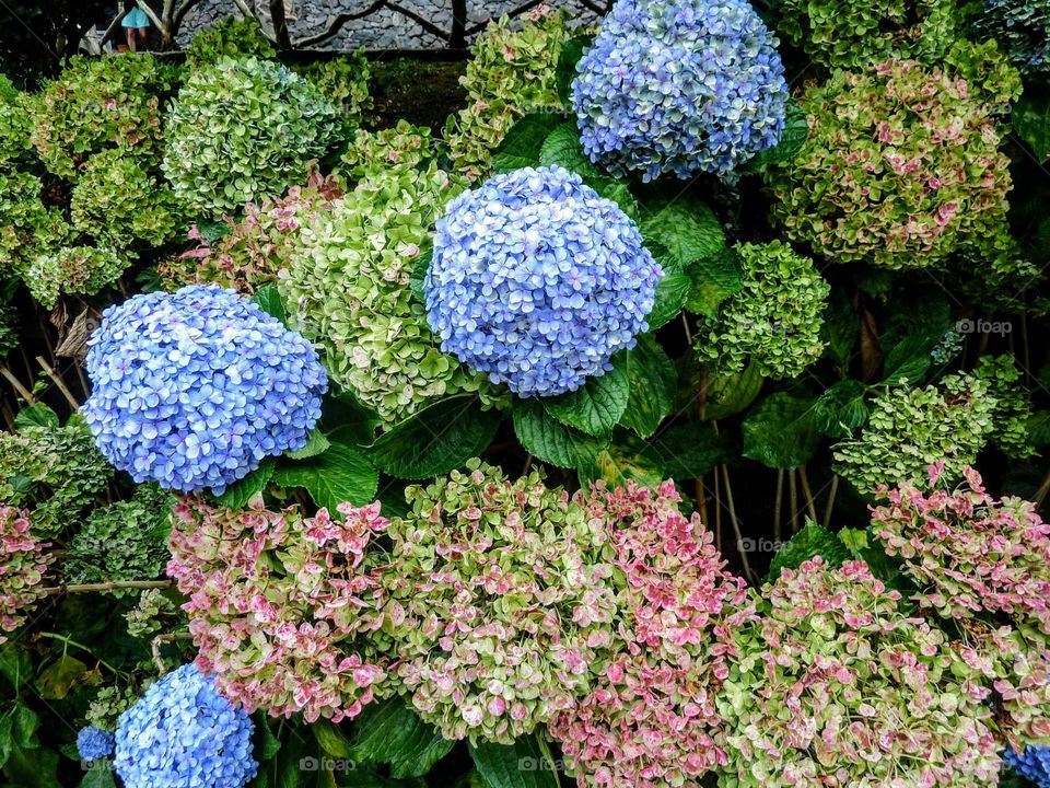 blue hortensia in a garden