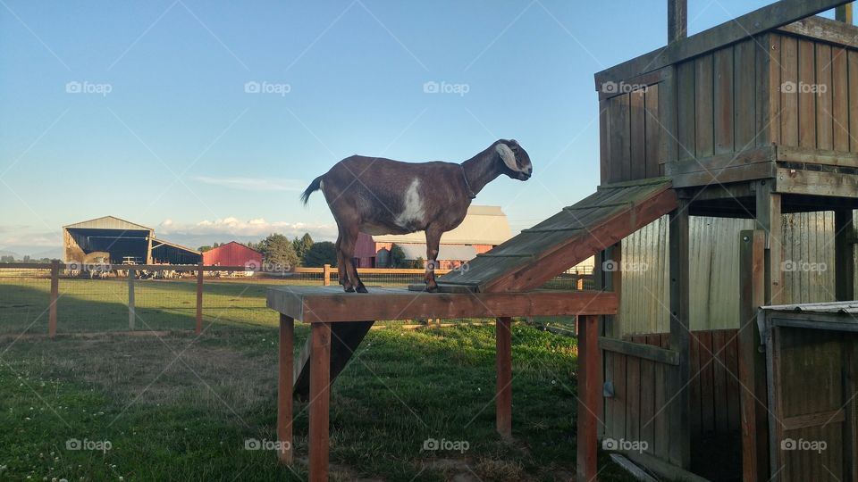 Goat fun