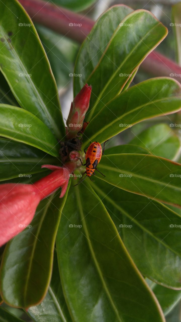 beetle on the frangipani yree