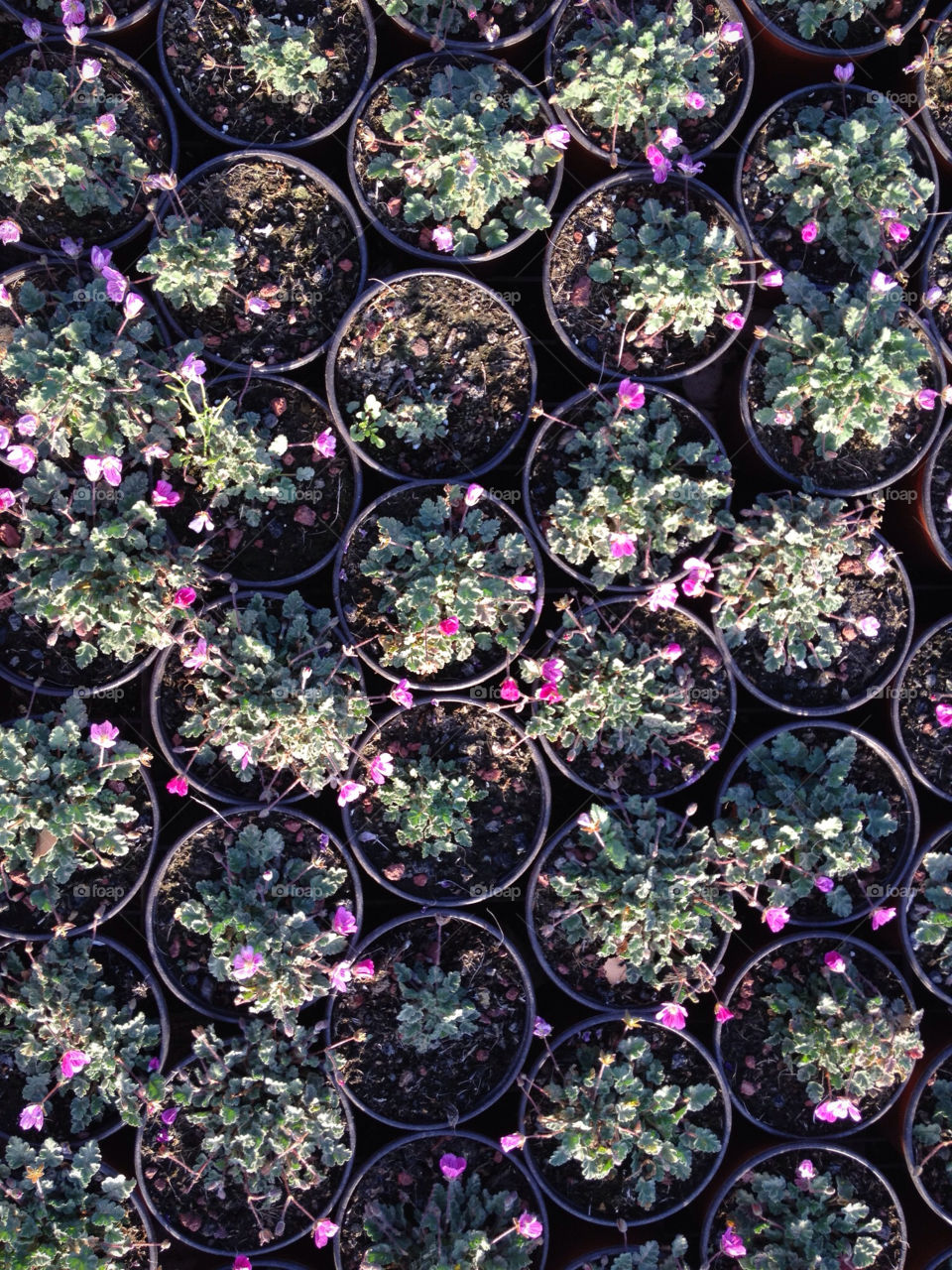 flowers flower pattern purple by talkess