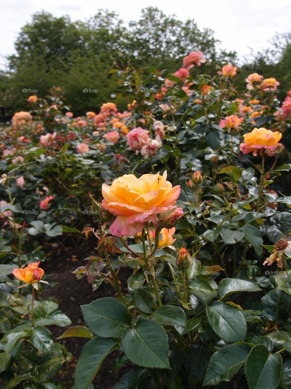 A beautiful rose garden full of multitudes of pink and yellow roses