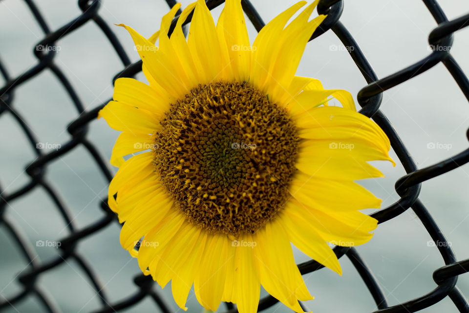 In the Fence