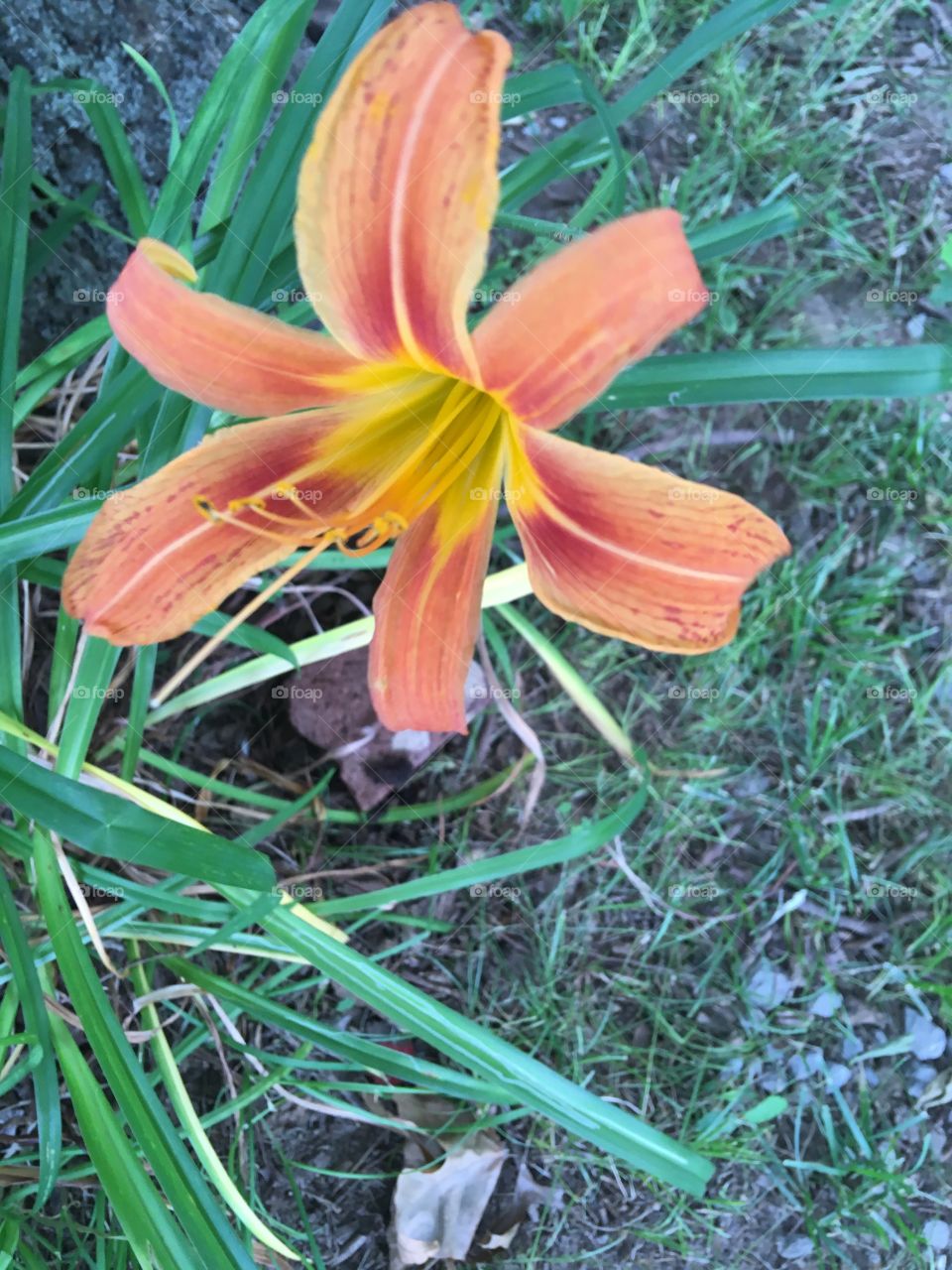 Day lily planted by a tree just bloomed.  Pretty little flower soon they’ll be more!