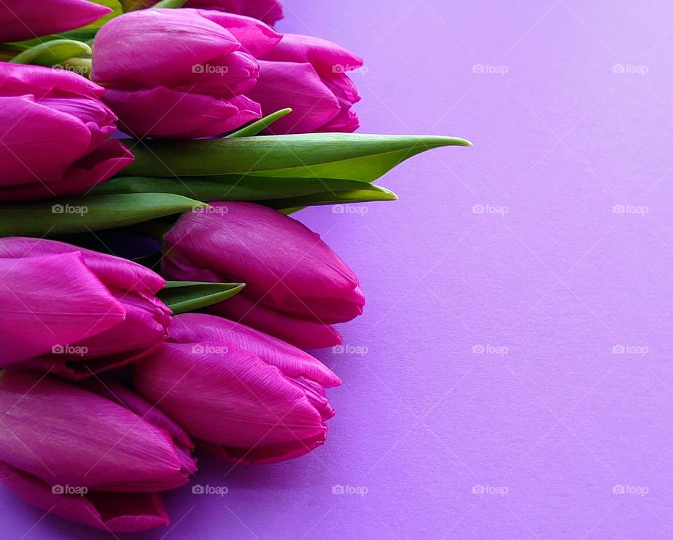 Delicate and bright tulips🌷🌷 One love🌷🌷