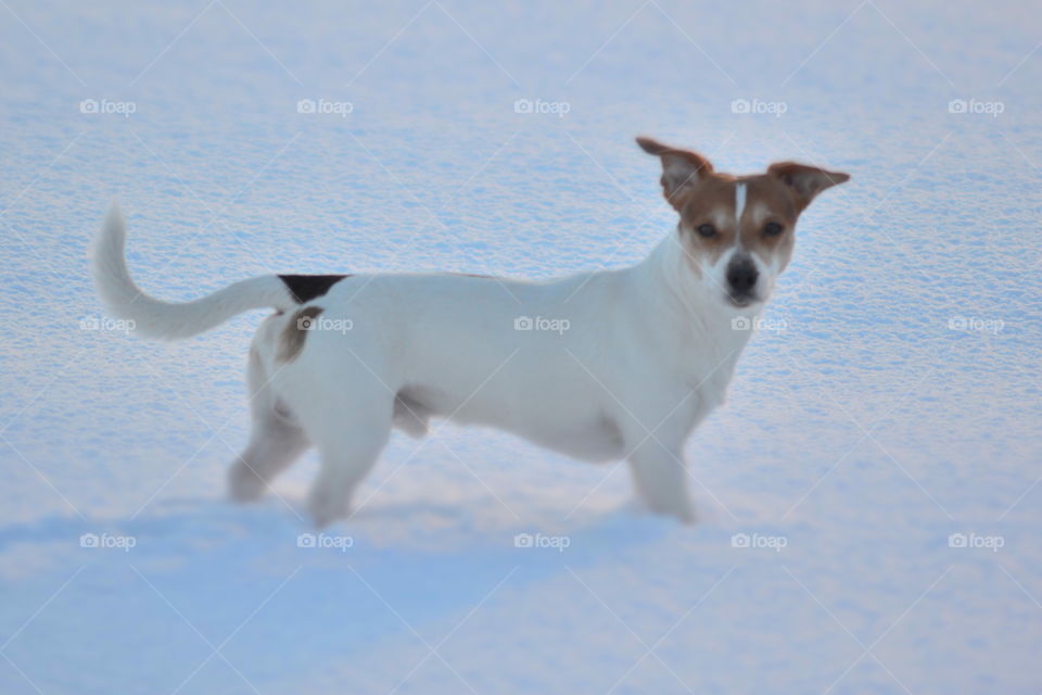 Bailey . Bailey the jack Russell in the snow 