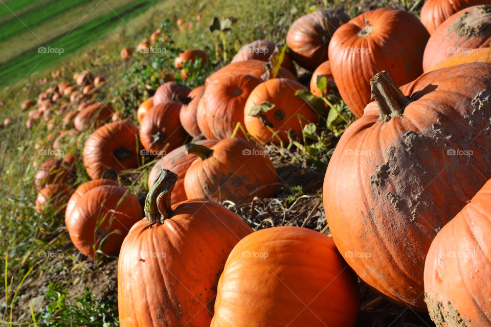 pumpkin patch welcome fall. Fall is here. download this photo today!!! get ready for fall.. it's never to late or to early