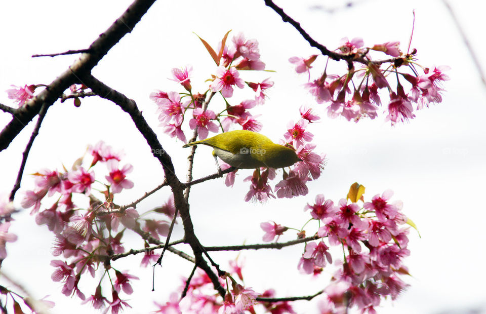 white eye bird on sakura blossom
