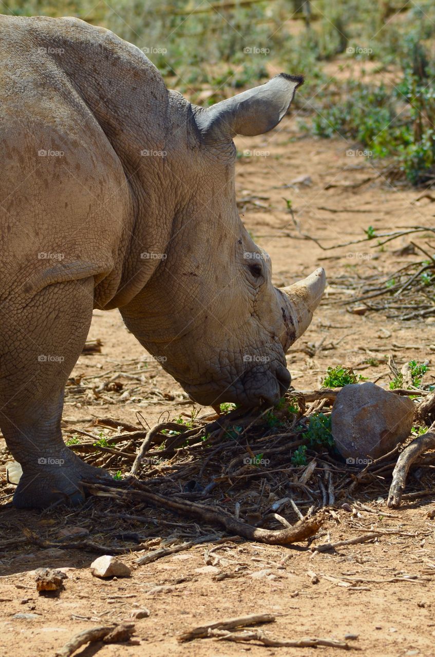 Grazing rhino standing on ground