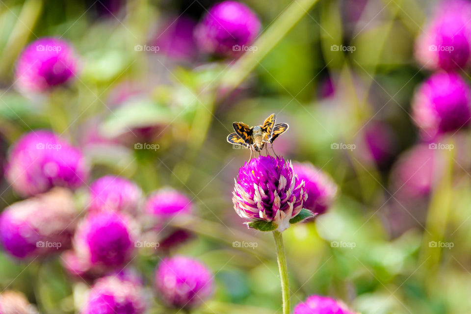 Insect sitting on purple flower