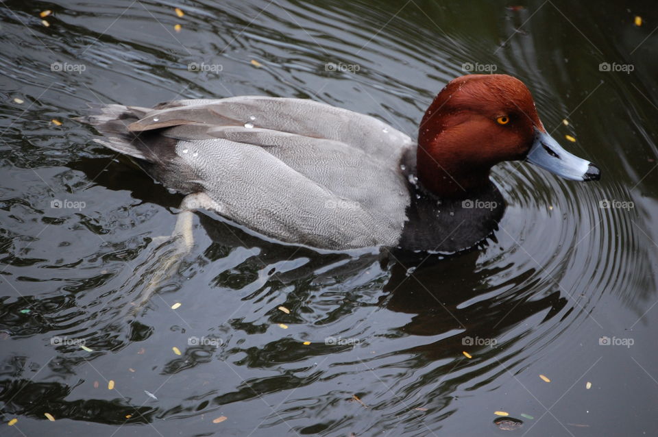 redhead