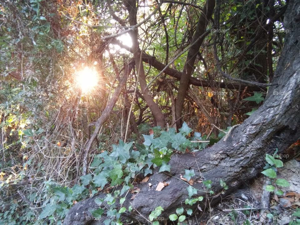 Sun trough woods