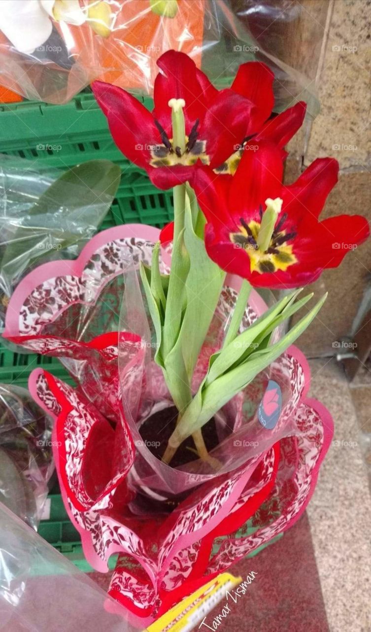 red tulip