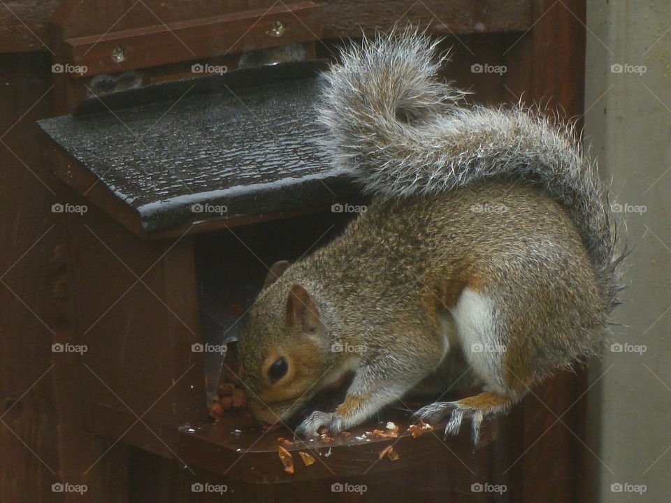 Squirrel feeding from nut box