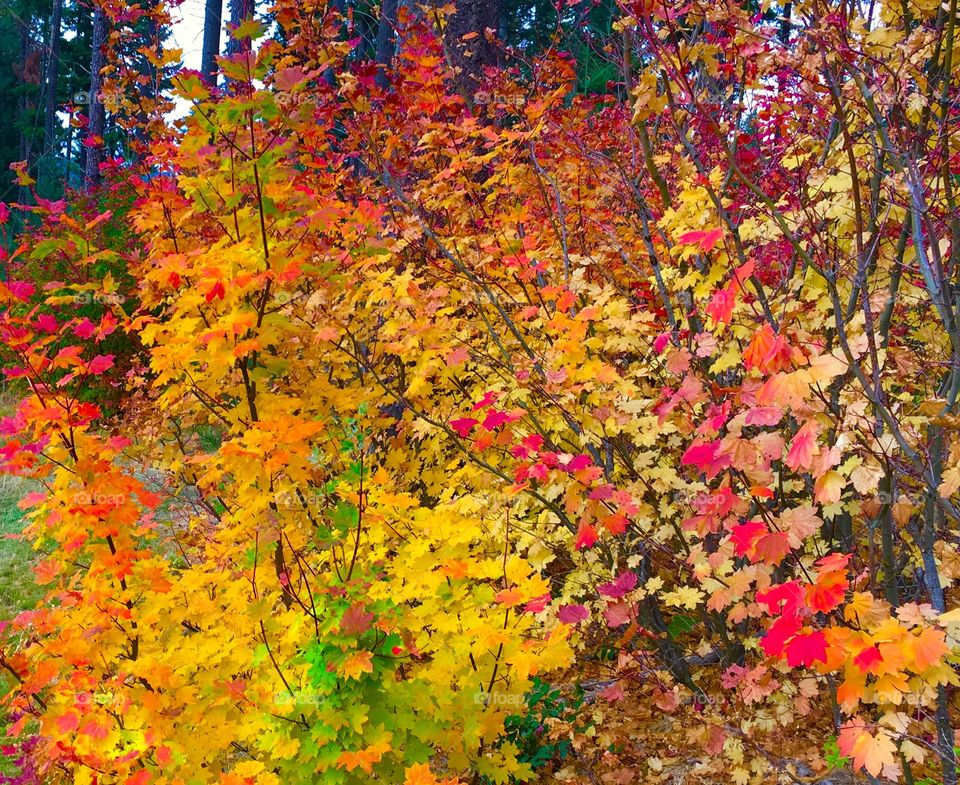 Autumn in the Cascades 