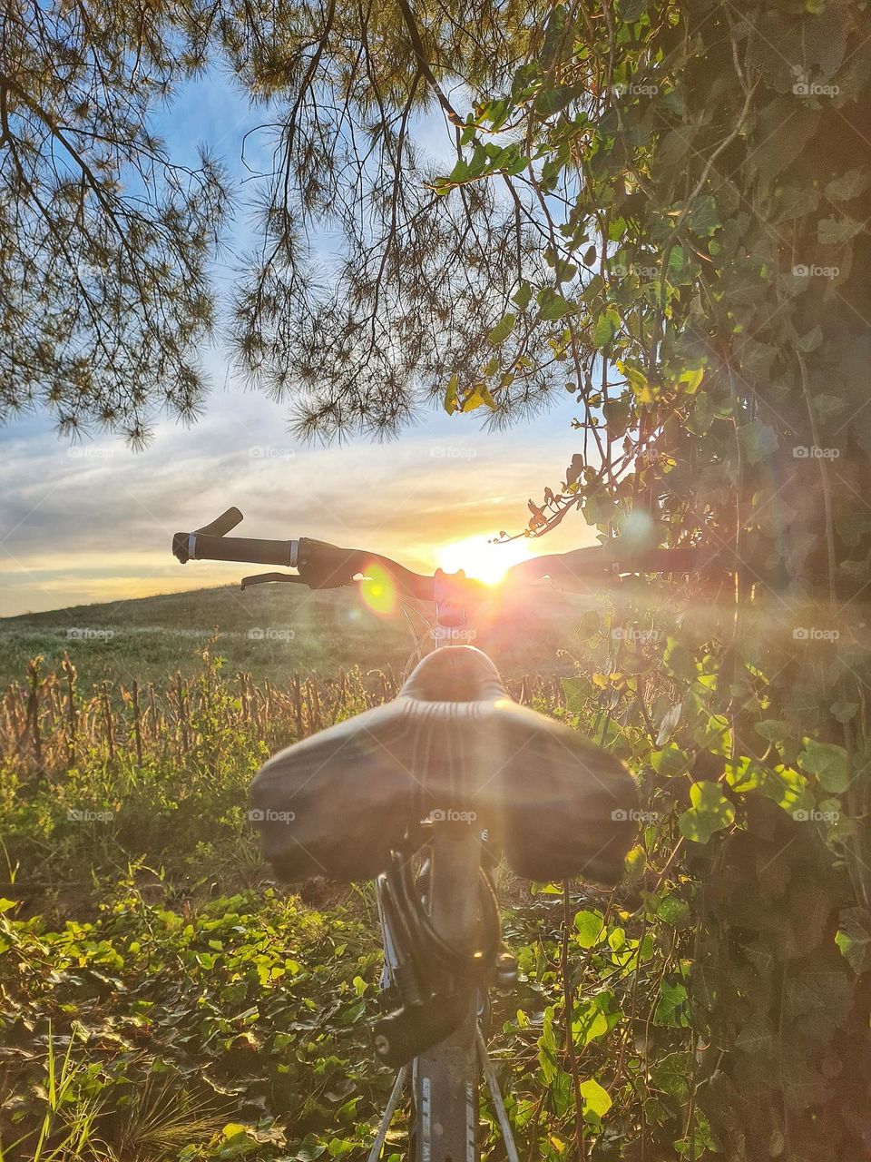 Riding Sunset